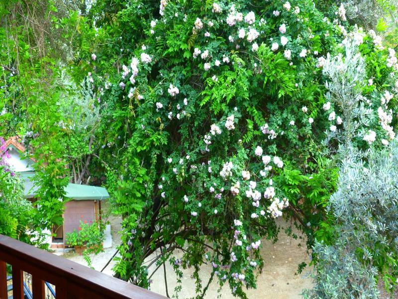 Cirali Simge Holiday Houses Buitenkant foto